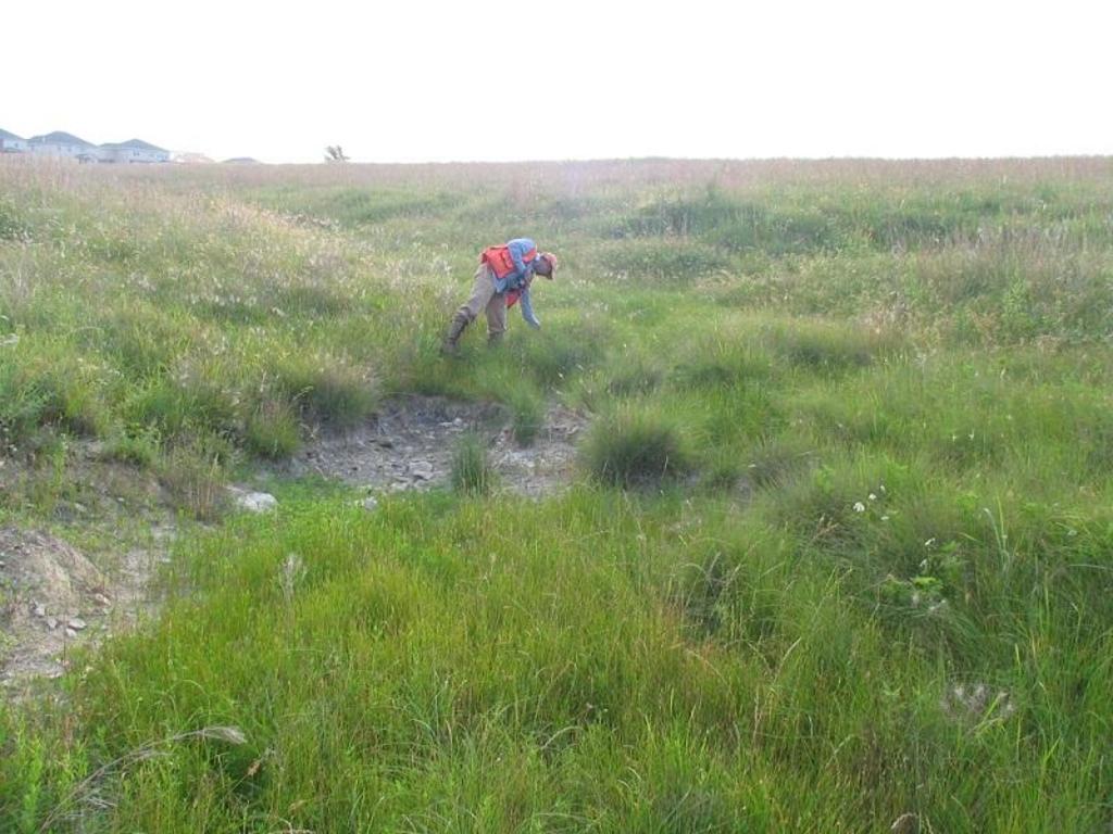 Wildlife management over native grasses