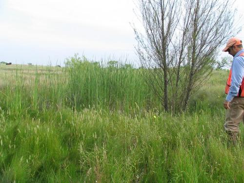 Emergent wetland