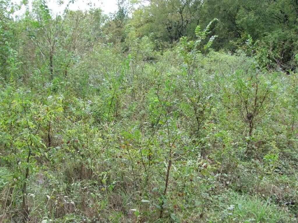 Dense vegetation at a project study site
