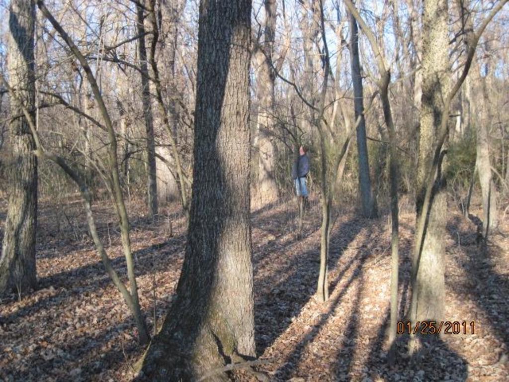 Forested wetland delineation